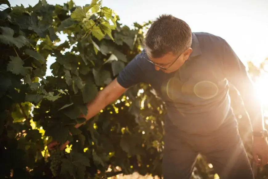 Nuić – Vino s juga, srce iz kamena