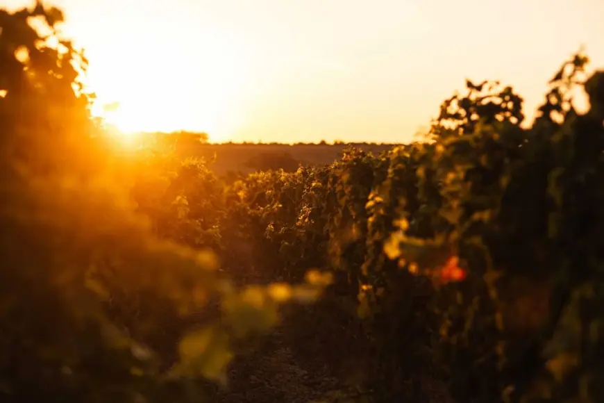 Nuić – Vino s juga, srce iz kamena