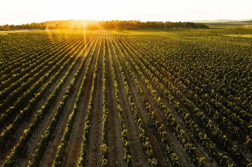 Nuić – Vino s juga, srce iz kamena