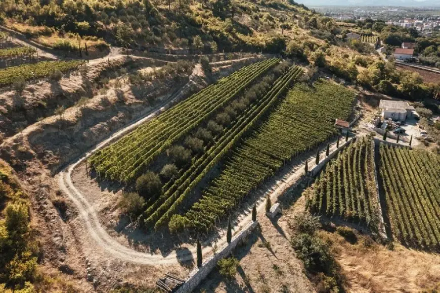 Škegro – Porodična hrabrost