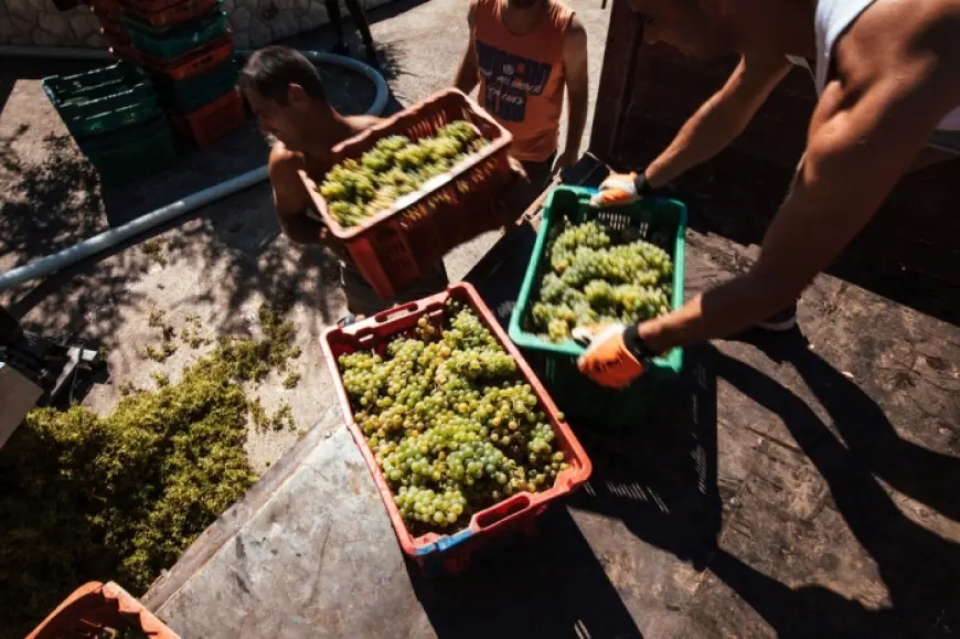 Škegro – Porodična hrabrost