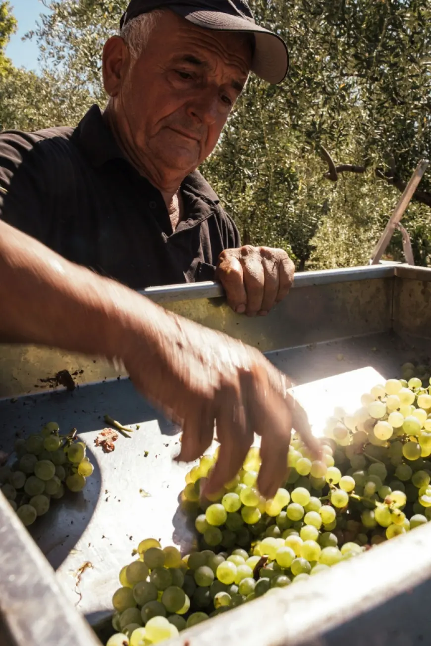 Škegro – Porodična hrabrost
