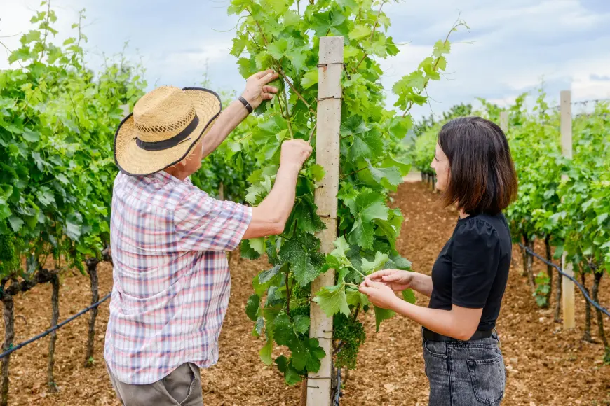 Vinarija Sušac - nezaboravno iskustvo za ljubitelje vina
