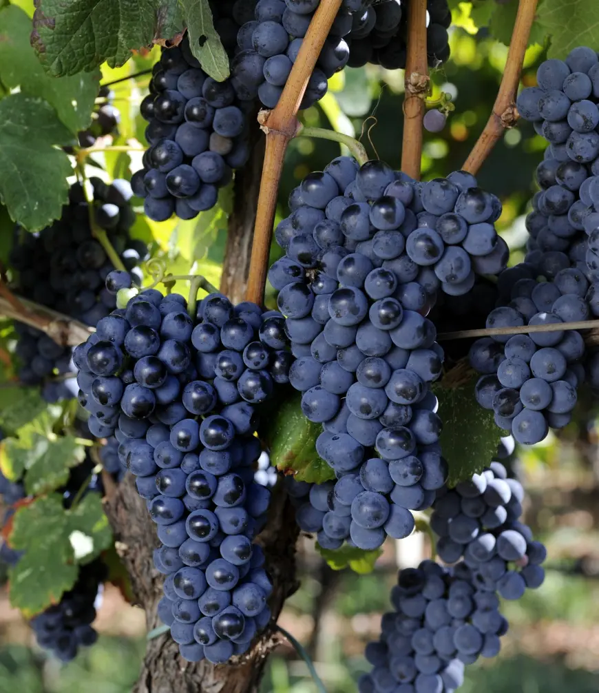 Vinarija Marijanović – Tiha revolucija iz Služnja