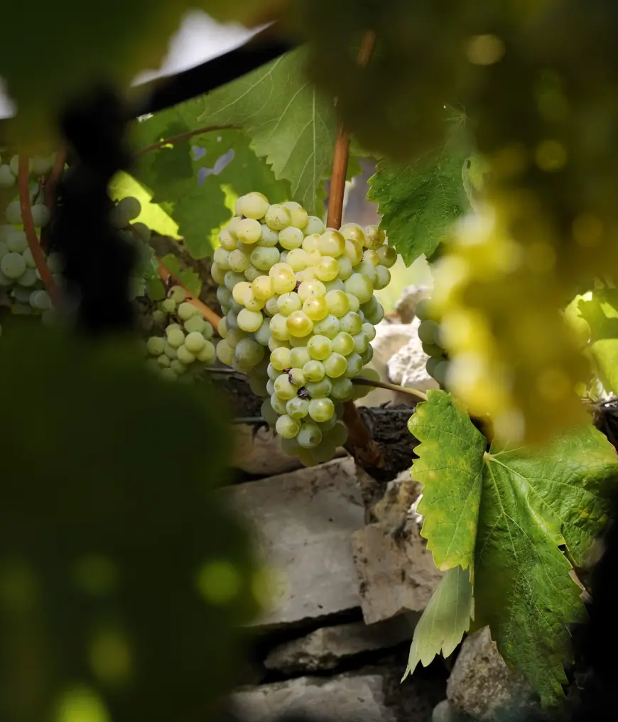 Vinarija Marijanović – Tiha revolucija iz Služnja