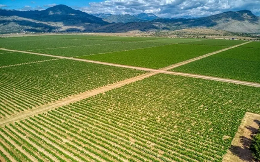 Vinarija Plantaže: Ponos crnogorskog vinarstva i dom legendarnog Vranca (Video)