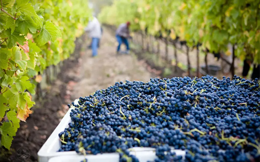 Vinarija Plantaže: Ponos crnogorskog vinarstva i dom legendarnog Vranca (Video)